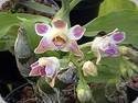 Chysis bruennowiana
